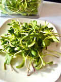 Sunflower 3 oz